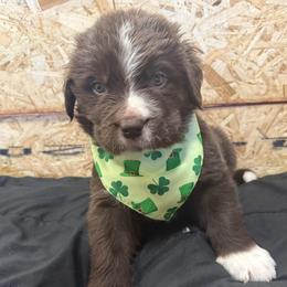 Duke - White and brown male Newfoundland puppy in Goodhue, Minnesota from Claypits Newfoundlands