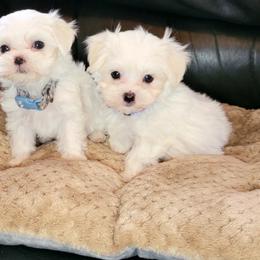 Maltese and Morkie Puppies from K and E Small Breed Puppies