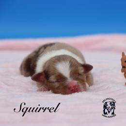 Squirrel - Red merle female Miniature Australian Shepherd puppy in Weeki Wachee, Florida from Arlington's Mini Aussies