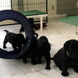 Labrador Retrievers from TakeMeHome Retrievers
