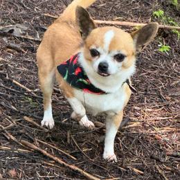 Archie - Chihuahua