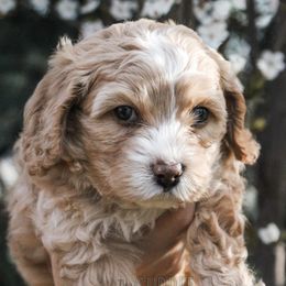 Cavapoo Puppies from The Cuddle Cavapoo Co.