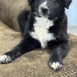 Chum - Black & white male Australian Shepherd puppy in Hillsboro, Ohio from Sugar Grove Farms