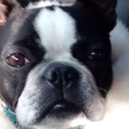 Boston Terriers from Alice Charette's Boston Terriers