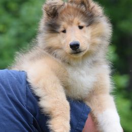 Puppy girl - Sable and white female Collie puppy in North Carolina from Sunway Kennels