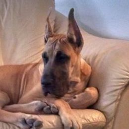 Great Danes from Sylcrest