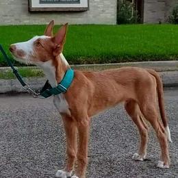 Ibizan Hound Puppies from AirO'Doe Ibizans