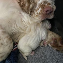 Clumber Spaniel Puppies from Lemontree Clumbers