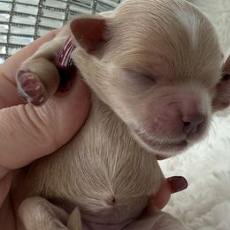 Willow is  reserved - Apricot female Maltipoo puppy in Fredericktown, Missouri from Doodle Pups Fur-Ever