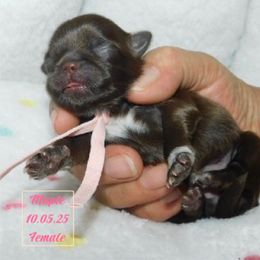Maple - Liver and white female Shih Tzu puppy in Hanford, California from MeMaw Shih Tzus