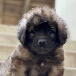 Boy 4 - male Leonberger puppy in Eagle Mountain, Utah from Leo Fidelis Leonbergers
