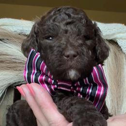 Fortune - Chocolate male Goldendoodle puppy in Decatur, Texas from Scherrer Sweet Goldendoodles