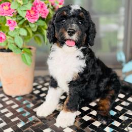 Abigail - Tri-color female Bernedoodle puppy in Bowling Green, Ohio from FDF Pyredoodles & Bernedoodles
