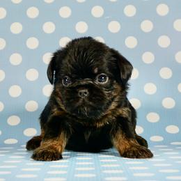 Green Collar - Black and tan male Brussels Griffon puppy in Florida from Robin’s Griffons