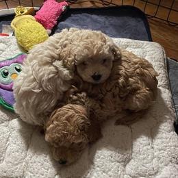 Cockapoo, Double Doodle, Goldendoodle, Poodle, and Shihpoo Puppies from Peace, Love, and Puppies at the Creek
