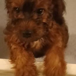 Violet - Brown female Cavapoo puppy in East Providence, Rhode Island from Marta's Cavaliers