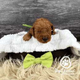 Peely - Sable male Goldendoodle puppy in Utah County, Utah from Big Hearted Breeders