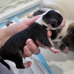 Australian Shepherd Puppies from Out of the Blue Aussies