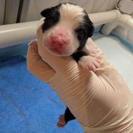 Blackberry - Black tri male Toy Australian Shepherd puppy in Lakeland, Florida from Under the Oak Aussies