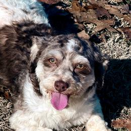 Mira - Havanese