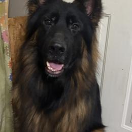 Cedar - Black and red male German Shepherd puppy in King, North Carolina from Golly-G German Shepherds