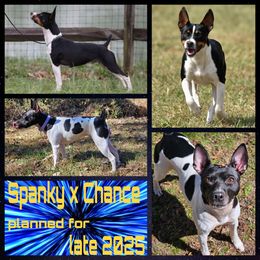 Rat Terrier puppies from Cryptic Rat Terriers