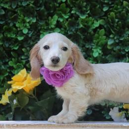 Pearl - Cream female Dachshund puppy in Woodbine, Georgia from Bowdachs Cream Pies