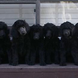 Poodle Puppies from Anutta Poodles