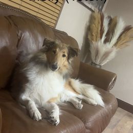 Collie and Scottish Collie All Grown Up from Lawson’s Lassies