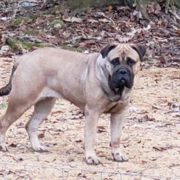 Sara - Bullmastiff