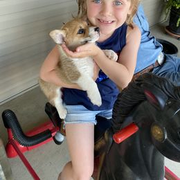Australian Shepherd and Pembroke Welsh Corgi Puppies from Morehead Family Dogs