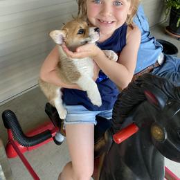 Australian Shepherd and Pembroke Welsh Corgi Puppies from Morehead Family Dogs