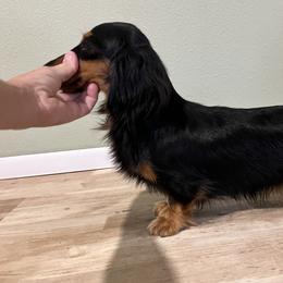 Dachshund puppies from Foley Dachshunds