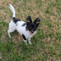 Small solid face boy - White black and tan male Papillon puppy in Joshua, Texas from Summertime Kennels