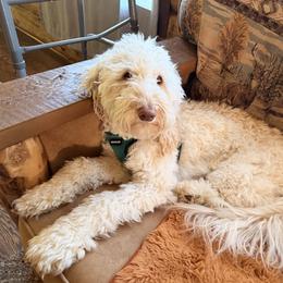 Jem Jem - Australian Labradoodle