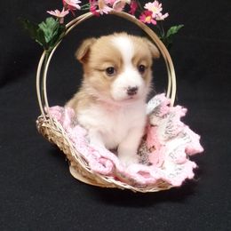 Pembroke Welsh Corgi Puppies from Foxfurewe Corgis