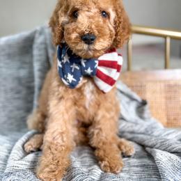 Grinch - Red  male Goldendoodle puppy in Warsaw, Ohio from Lovabledoodles