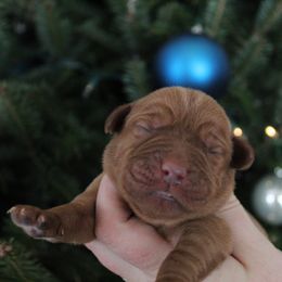 Final pick male - Yellow male Labrador Retriever puppy in Tomahawk, Wisconsin from Mahner Labs