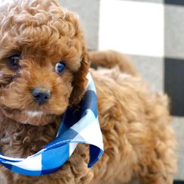 Cavapoo, Goldendoodle, and Poodle Puppies from Pitter Patter Puppies