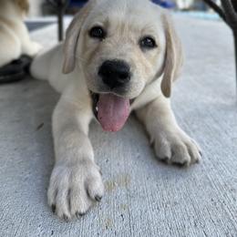 Labrador Retriever Puppies from Fleeher Labradors