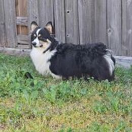Gojo - Pembroke Welsh Corgi