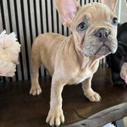 Boy 1 - Cream male French Bulldog puppy in Livermore, California from Spoiled Frenchies