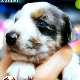 Zander - Blue merle male Miniature Australian Shepherd puppy in Punta Gorda, Florida from Christie's Creekside Aussies