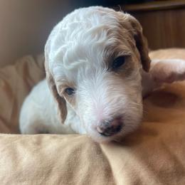 Apricot parti female - Yellow and white female Bernedoodle puppy in Clarksville, Iowa from Iowa Heartland Doodles