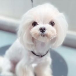 Cleo - Maltese