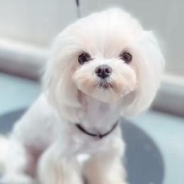Cleo - Maltese