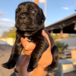 Chiarra - Black female Cane Corso puppy in Las Vegas, Nevada from LV3M Cane Corso