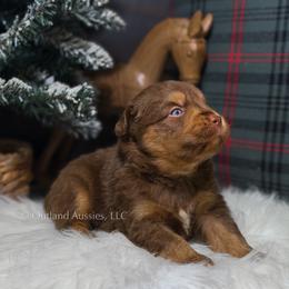 Peanut Butter - RTM BET - Red tri male Miniature Australian Shepherd puppy in Oklahoma City, Oklahoma from Outland Toy & Mini Aussies