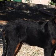 Beaucerons from Gardien Des Chutes