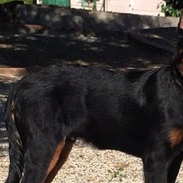 Beaucerons from Gardien Des Chutes